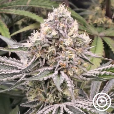 Fillmore Slim da Purple City Genetics