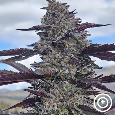 Hooch da Purple City Genetics