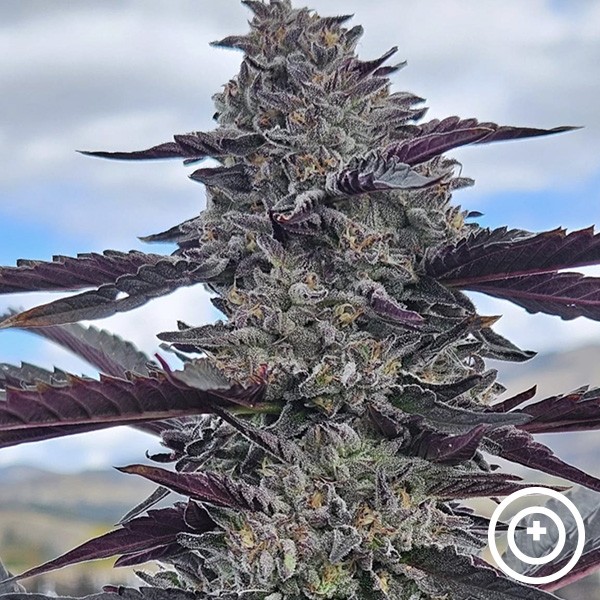 View Hooch da Purple City Genetics