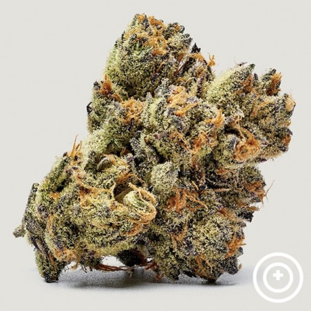 Honey Runtz Purple City Genetics