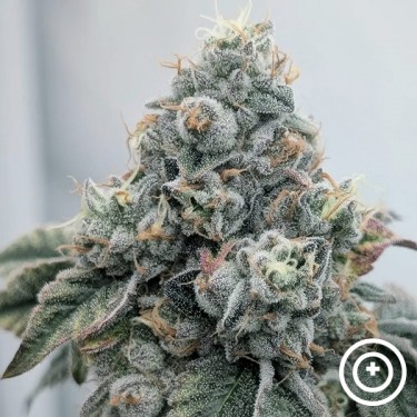 Acid Wash Purple City Genetics
