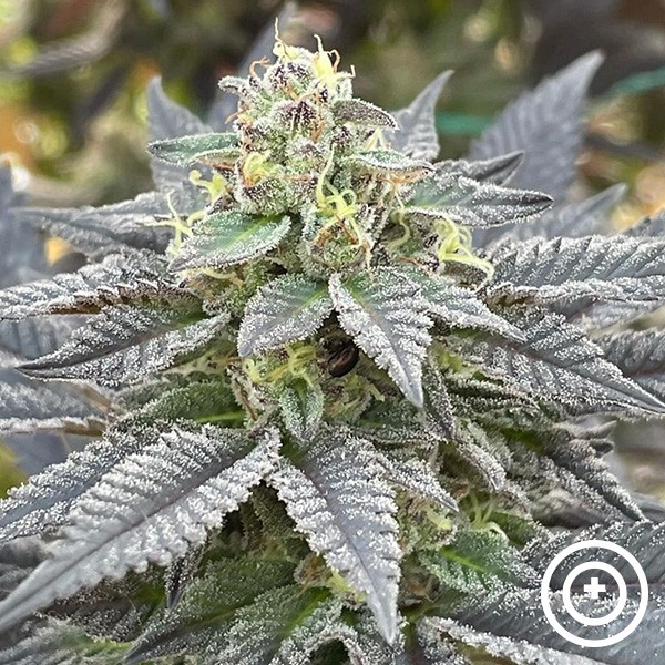 View Secret meetings Purple City Genetics