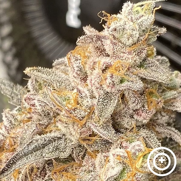 View Platinum Bird Purple City Genetics