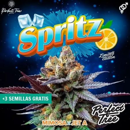 Sementes Spritz da Perfect Tree ▷ Sabor cítrico🍋 e frutado🌸 | GB