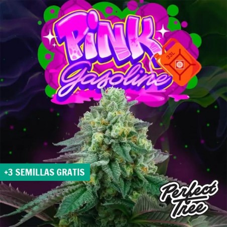 Pink Gasoline 【Genética Premiada com Sabor Intenso】 | GB