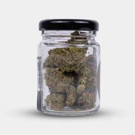 Força e caráter com as flores de CBD Royal Gorilla