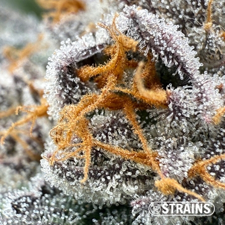 Gelonade, semente feminizada da GB Strains: Cítrica e produção extrema