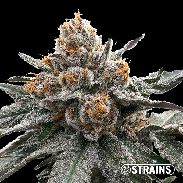Gelonade, semente feminizada da GB Strains: Cítrica e produção extrema