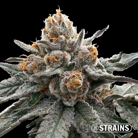 Gelonade, semente feminizada da GB Strains: Cítrica e produção extrema