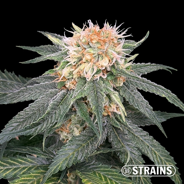 View Too Much Papaya: sabor e potência excepcionais com GB Strains