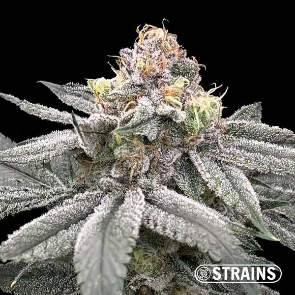 View Zushi Z, semente feminizada da GB Strains: Explosão de sabor