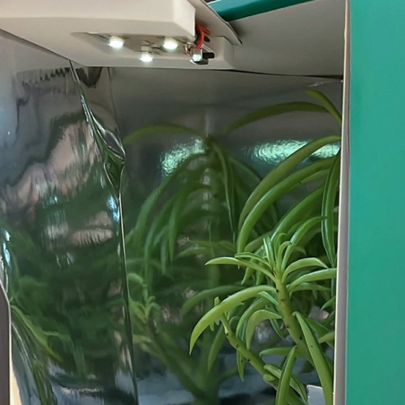 Caixa de Transporte para Estacas | Envio seguro de plantas