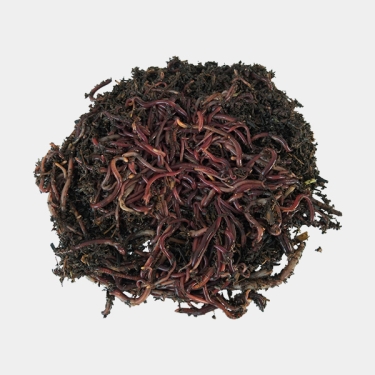 Lombriz roja californiana