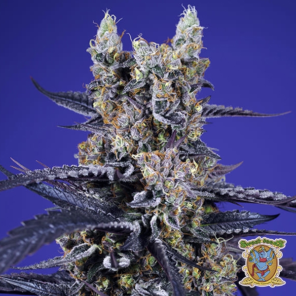 View Super Boof XL Auto Sweet Seeds