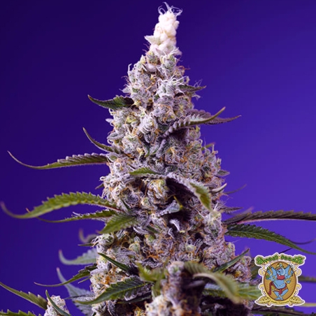 Banana Cream Cake XL Auto Sweet Seeds