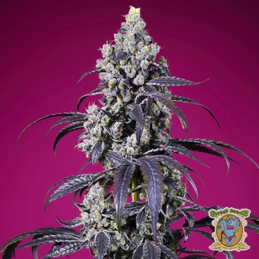 View Tropicanna Cherry XL Auto Sweet Seeds