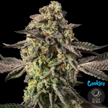 Sugar Rock da Silent Seeds & Cookies | Semente Feminizada