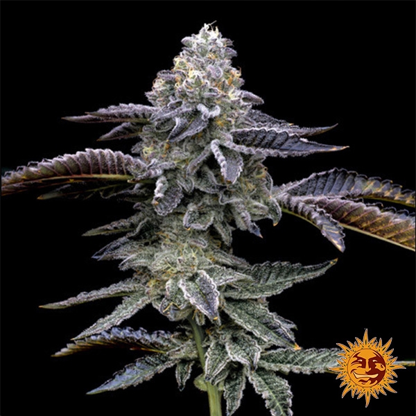 View Gas Pack Strains Barney’s Farm Blue Dream