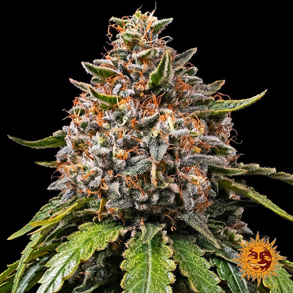 Gas Pack Strains Barney’s Farm White widow