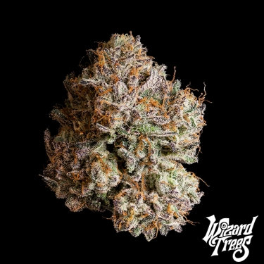 Obsidian da Wizard Trees