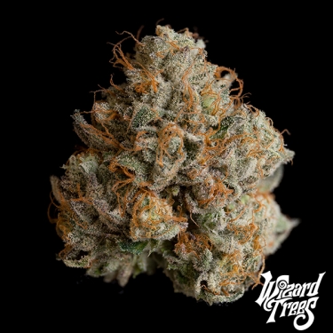 Night Ritual da Wizard Trees