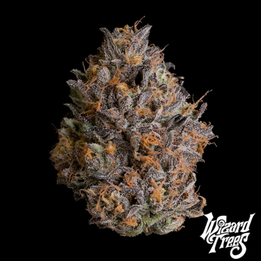 Black Bow da Wizard Trees
