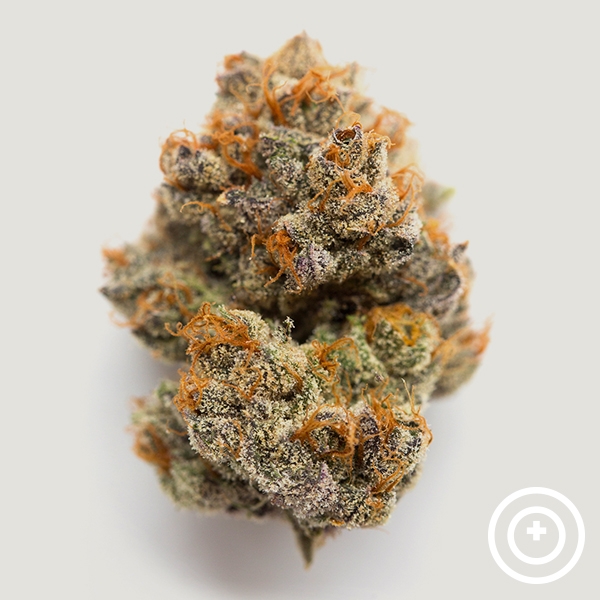 View Habibbi Purple City Genetics