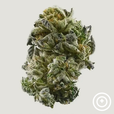 Marrakesh Purple City Genetics