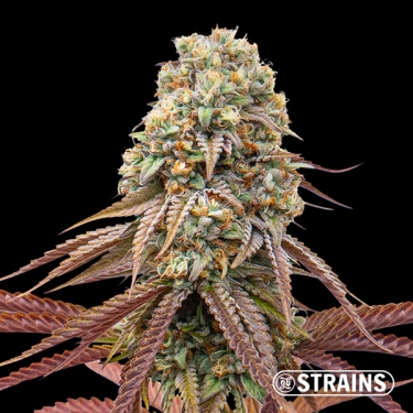 Doce de Uva Auto: Autoflorescente doce e potente GB Strains