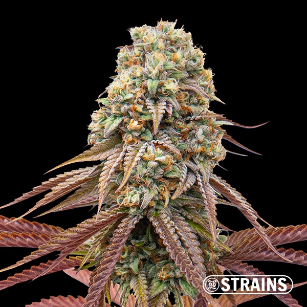 View Doce de Uva Auto: Autoflorescente doce e potente GB Strains