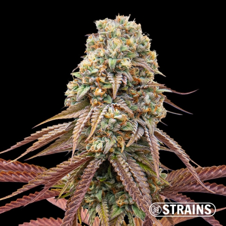 Doce de Uva Auto: Autoflorescente doce e potente GB Strains