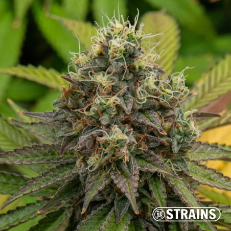 Gelonade Auto GB Strains: Potente, cítrica e resinosa