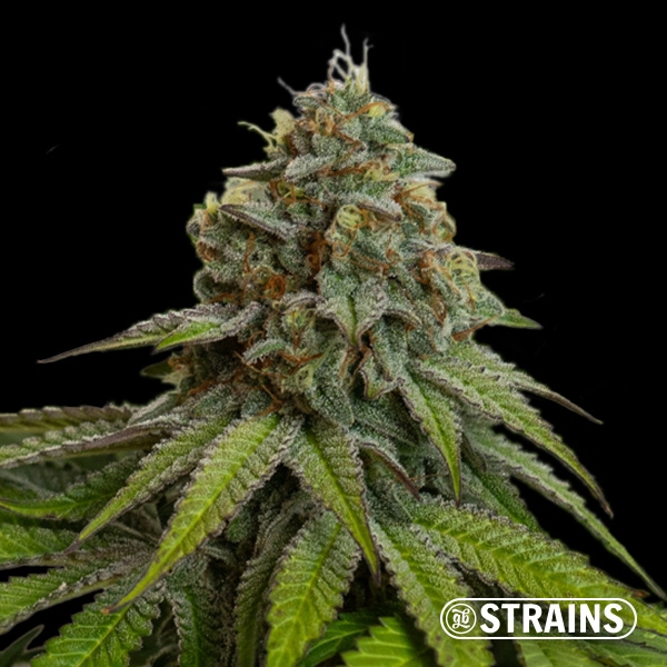 View Gelonade Auto GB Strains: Potente, cítrica e resinosa
