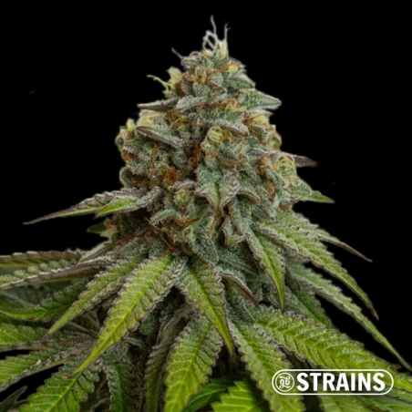 Gelonade Auto GB Strains: Potente, cítrica e resinosa