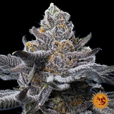 View Semente feminizada LFG da Barney's Farm | Potência Brutal