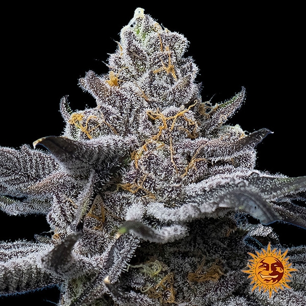 View Semente feminizada LFG da Barney's Farm | Potência Brutal