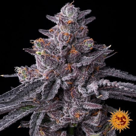 Sementes feminizadas Zillions da Barney’s Farm | Sabor a caramelo