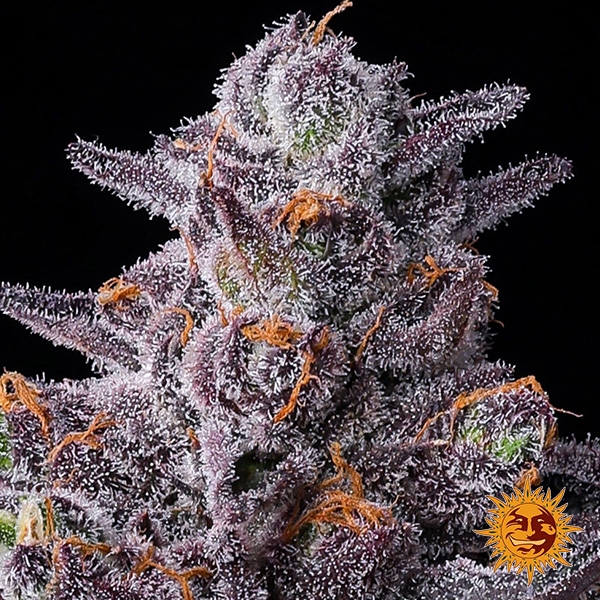 Sementes feminizadas Zillions da Barney’s Farm | Sabor a caramelo