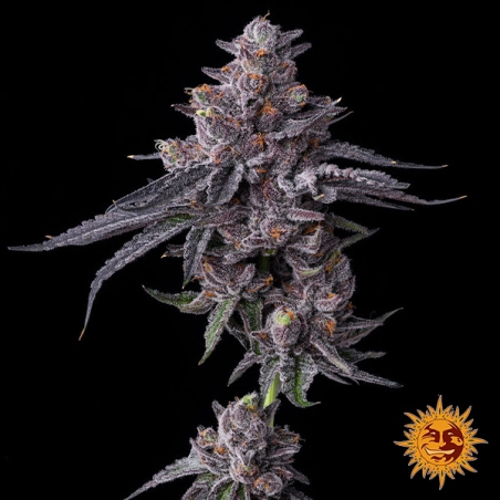 Sementes feminizadas Zillions da Barney’s Farm | Sabor a caramelo