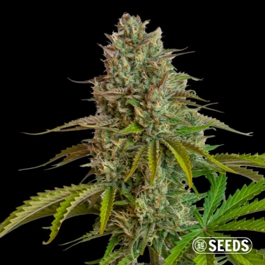 View Fantasy Melon Auto