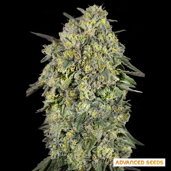 View Papaya Triploid de Advanced Seeds