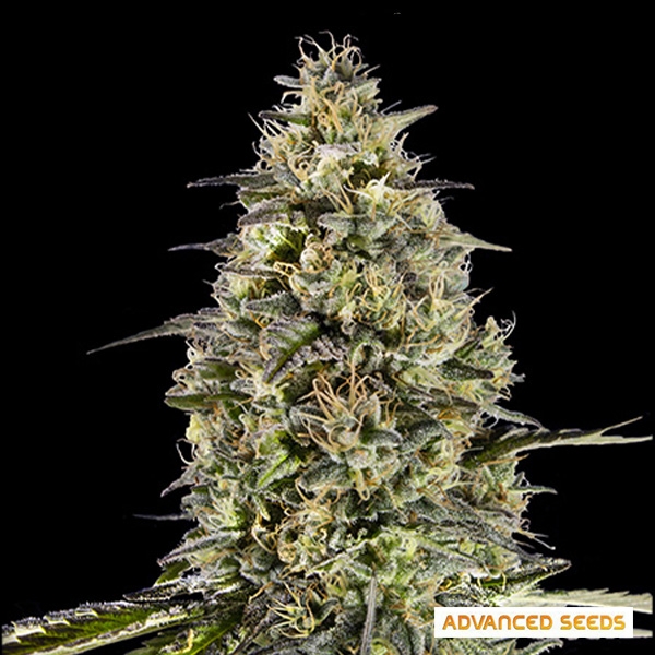 View Runtz Triploid da Advanced Seeds