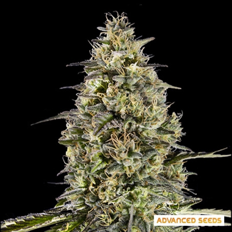 Runtz Triploid da Advanced Seeds