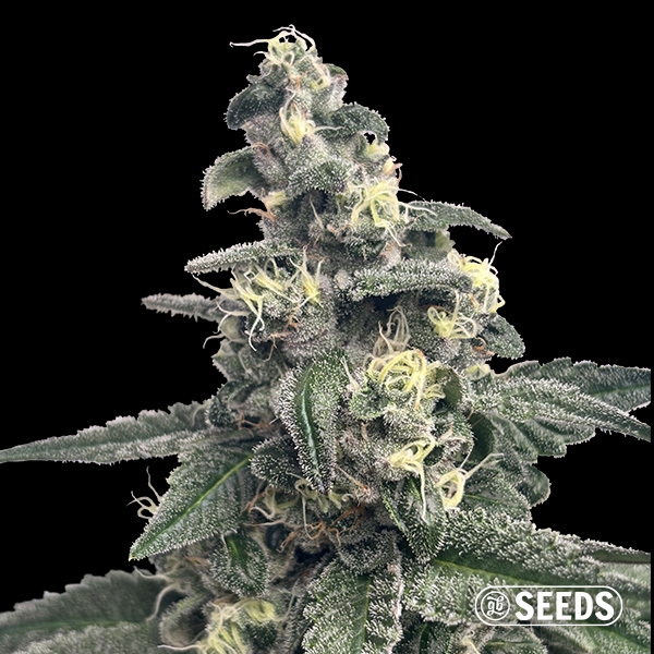 Monstro azul GB Seeds