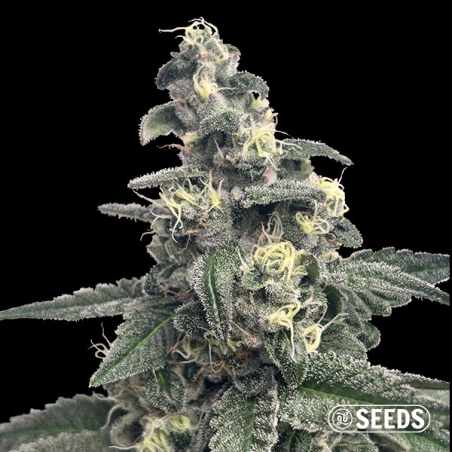 Monstro azul GB Seeds