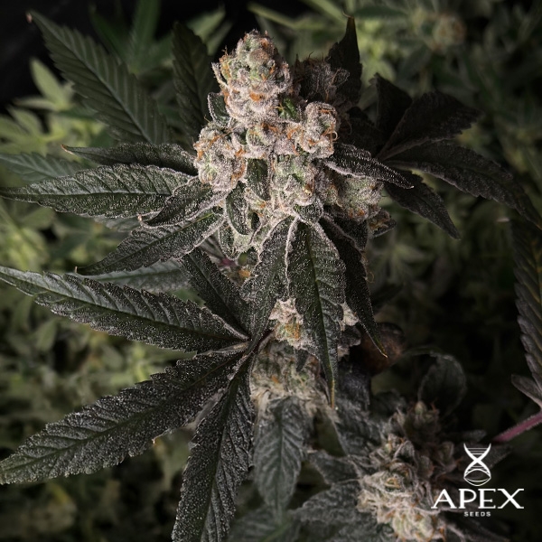 View Grape Pie da Apex Seeds | Potência, sabor e resina