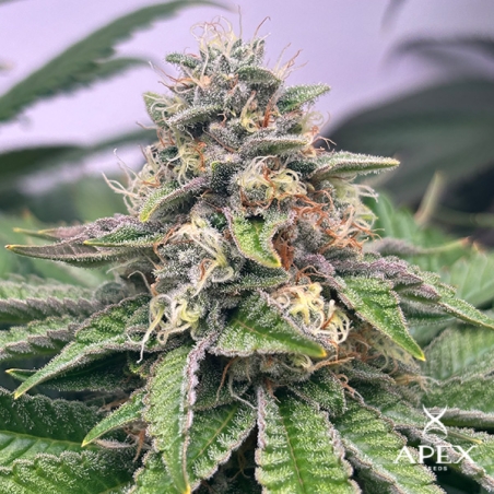 Monchi Gelatto da Apex Seeds | Alta produção e perfil doce