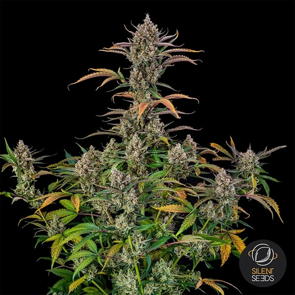 View Rainbow Breath Auto