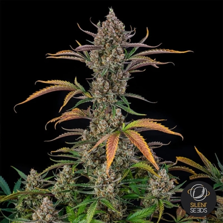 Rainbow Breath Auto lateral