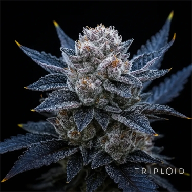 Guava Ice Cream Triploid | Semente feminizada GB